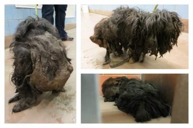 Trio Animal Foundation, Ellen dog, собака Эллен, до и после спасения