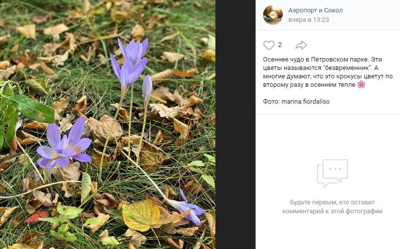 Фото дня: зацветший осенний безвременник в Петровском парке