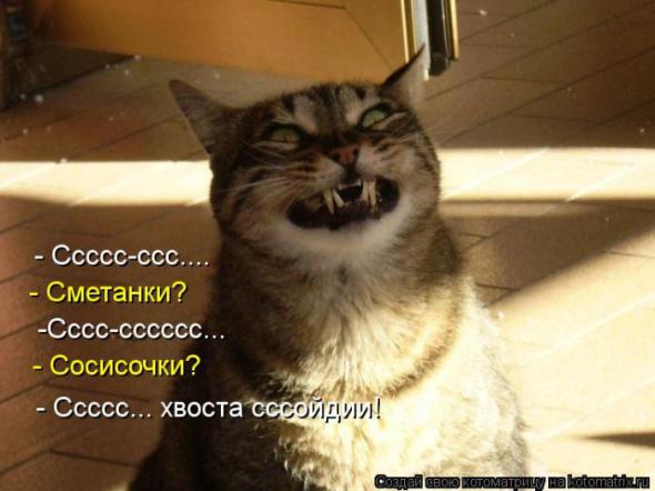 Котоматрицы(картинки с надписями)