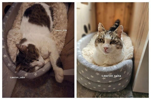 Кошка Муся из Крыма официально признана звездой среди кошек в российских медиа