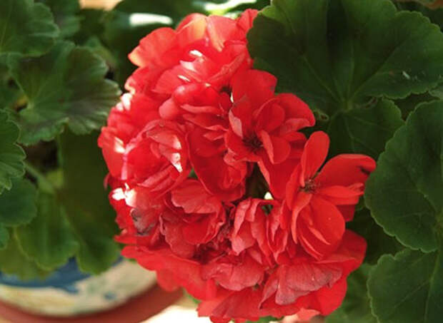 У пеларгонии Ainsdale Duke махровые красные цветы