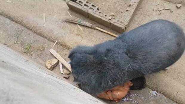 Медведь набросился и утащил туриста, который дразнил его едой Найфум Проматрее, видео, еда, животные, медведь, турист
