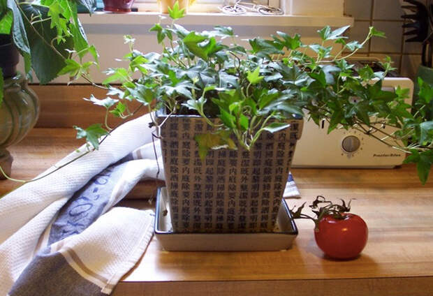 Какие комнатные растения являются натуральными воздухоочистителями
