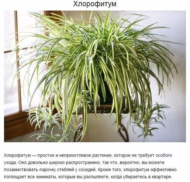 Картинки по запросу 9 комнатных растений, которые отлично чистят воздух