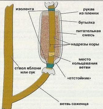 Уникальный способ размножения деревьев и кустарников. Уникальный способ размножения деревьев и кустарников.