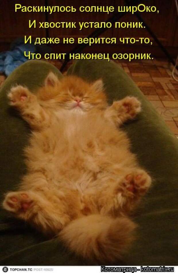 Котоматрицы (картинки с надписями)