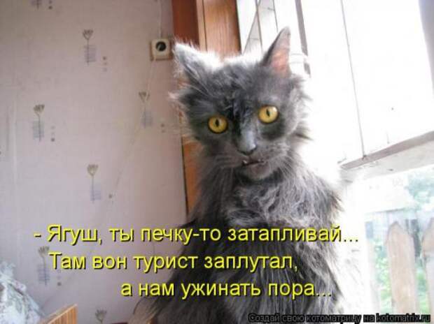 Котоматрицы(картинки с надписями)