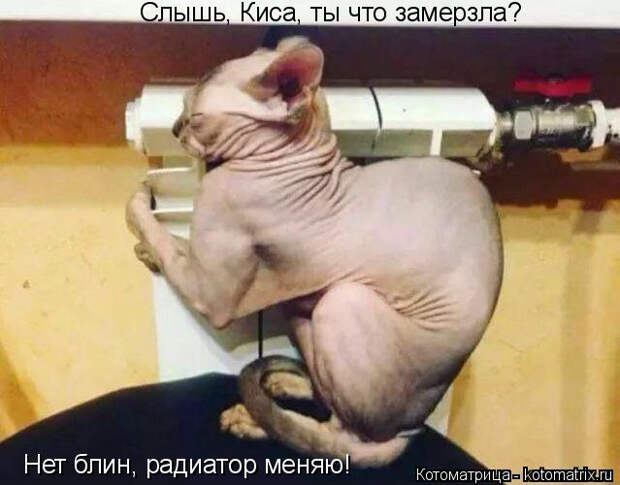 kotomatritsa_x (639x500, 177Kb)