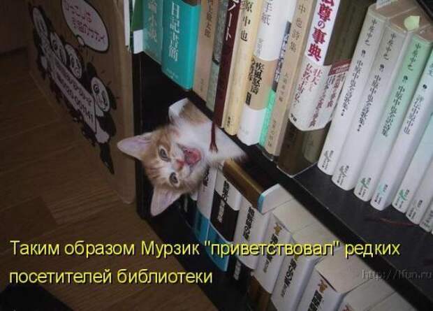 Усатый и хвостатый (котоматрица)