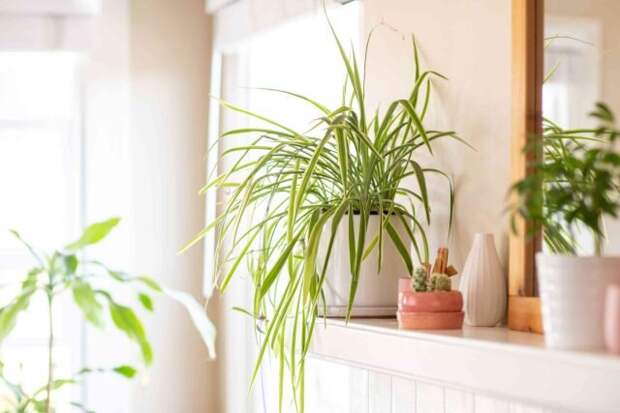 Хлорофитум (Chlorophytum comosum). © The Spruce / Krystal Slagle 📷