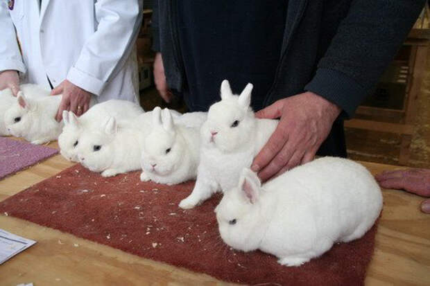 Образцовые гермелины, которых также называют польскими кроликами
