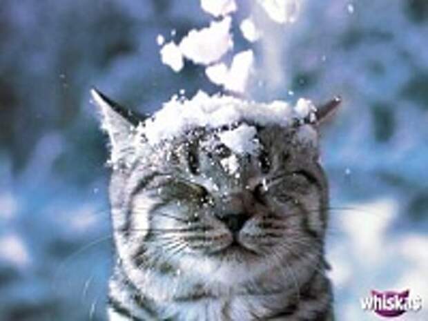 Кошки и Котята 6
