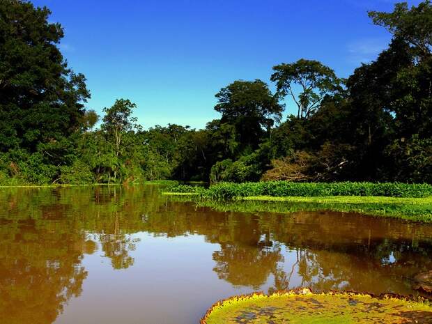 Amazonas17 Amazonas17 Большое фотопутешествие по лесам Амазонки