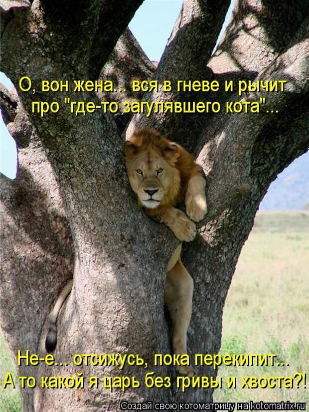 Лучшие котоматрицы недели Лучшие котоматрицы недели