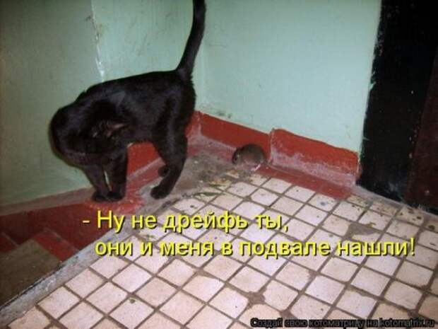 Лучшие котоматрицы недели