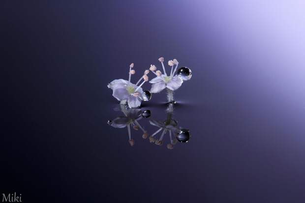 Фотография Crystal Tears автор Miki Asai на 500px