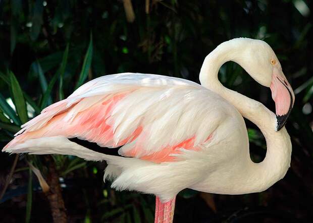 Розовый фламинго выглядит удивительно