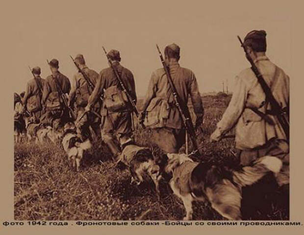 Собаки в борьбе с врагом