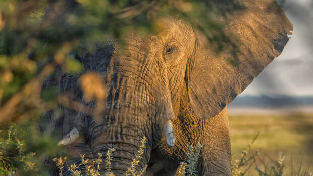 Стадо слонов затоптало в Африке американского миллионера