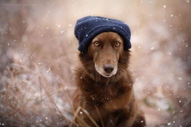 NewPix.ru - Верные друзья человека. Трогательные фотографии собак.