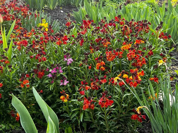 Забудьте про петунию: этот цветок цветёт ярче, а хлопот с ним в три раза меньше