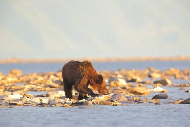 Байкальский медведь (фото: Михаил Тимофеев) 