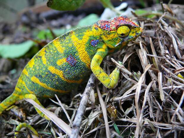 chameleons05 Самые колоритные хамелеоны
