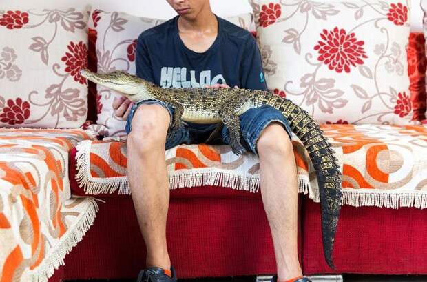 Шао Цзянь Фэн со своим гребнистым крокодилом. Взрослая особь может достигать 6 м, что делает его самой крупной рептилией в мире в мире, домашний питомец, животные, китай, питомцы, экзртика