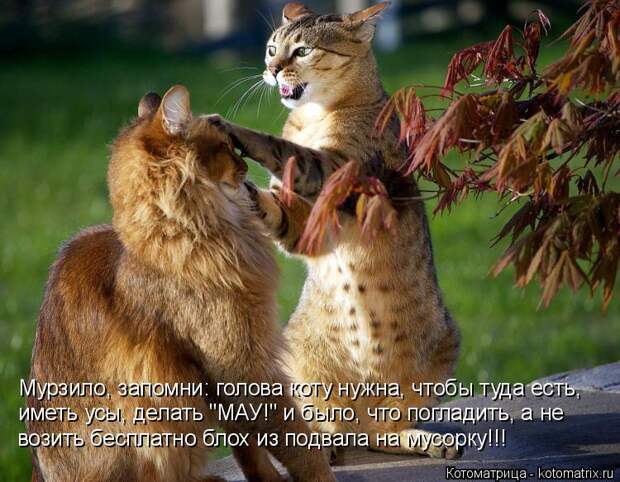 Котоматрица: Мурзило, запомни: голова коту нужна, чтобы туда есть, иметь усы, делать "МАУ!" и было, что погладить, а не возить бесплатно блох из подвала на м