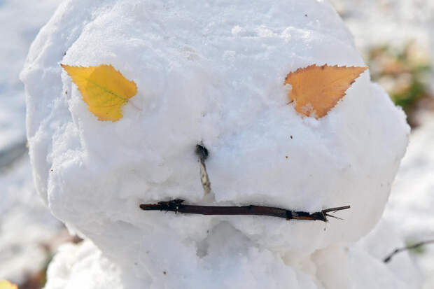 Москвичи начали лепить котовиков