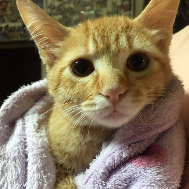 Без кота и жизнь не та