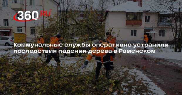Коммунальные службы оперативно устранили последствия падения дерева в Раменском