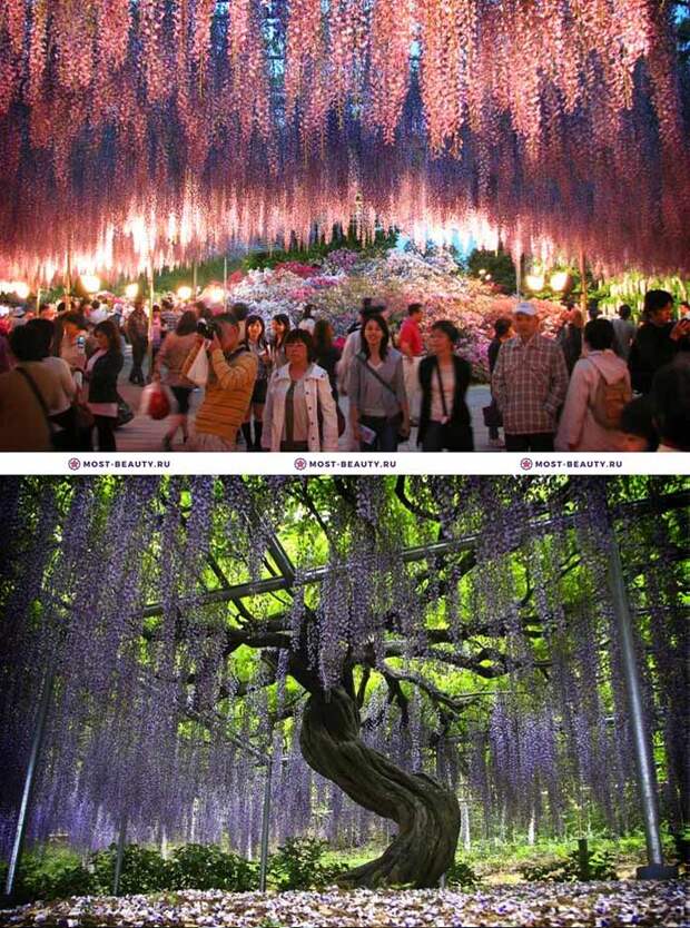 Самые красивые парки мира: Парк цветов «Асикага»