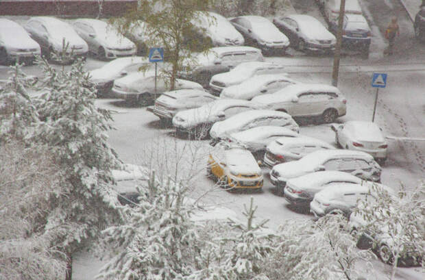 На машину Славы Мэрлоу рухнуло дерево