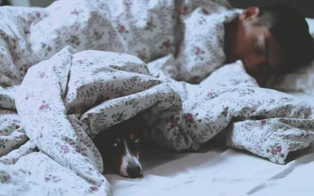 Ученые считают, что пускать пса в постель, полезно для здоровья