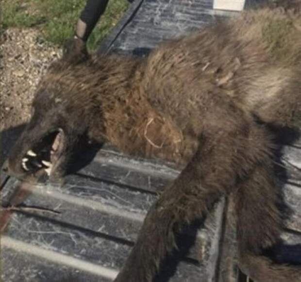 Фермер застрелил странное волкообразное существо, озадачившее даже экспертов