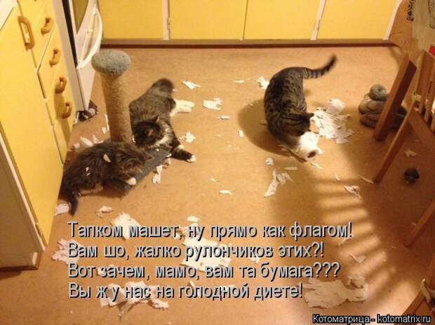 Котоматрица: Тапком машет, ну прямо как флагом! Вам шо, жалко рулончиков этих?! Вот зачем, мамо, вам та бумага??? Вы ж у нас на голодной диете!