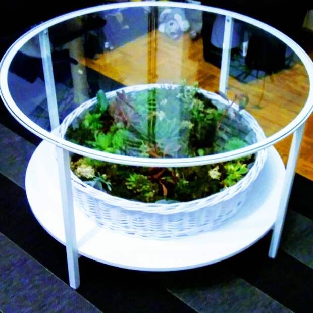 Столик со стеклянной столешницей можно легко превратить в флорариум. /Фото: instagram.com