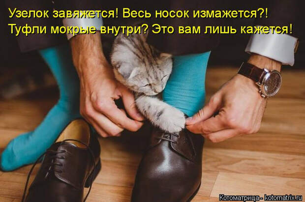 kotomatritsa_4x (700x464, 319Kb)