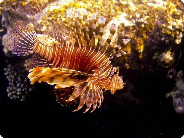 Индийская крылатка или крылатка-воин (лат. Pterois miles)