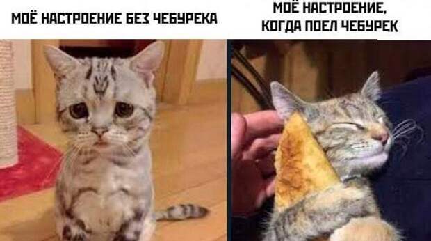 Смешные картинки и мемы про чебуреки