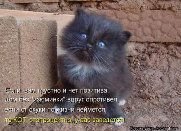Котоматрицы(картинки с надписями)