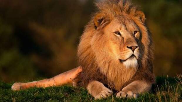 Азиатский лев вымирание, животные, факты