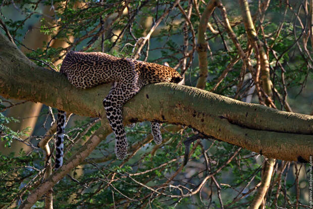 леопард (Panthera pardus