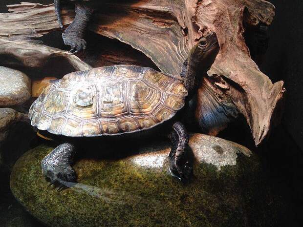 Каспийская черепаха: фото, места обитания, образ жизни
