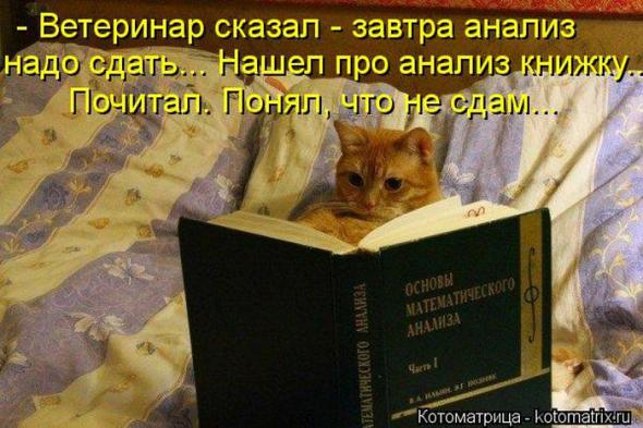 Котоматрицы(картинки с надписями)