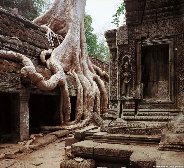 NewPix.ru - Камбоджийский храм и гигантские деревья