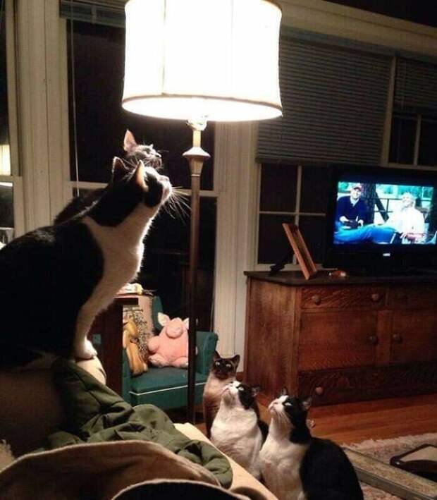 Уморительные котейки, которые сломались