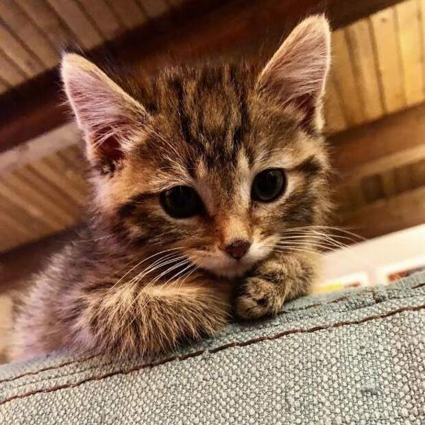люди помогли котенку полосатый котенок