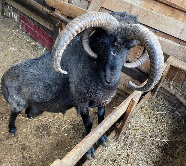 Откуда в Кисловодске взялись бараны с четырьмя рогами